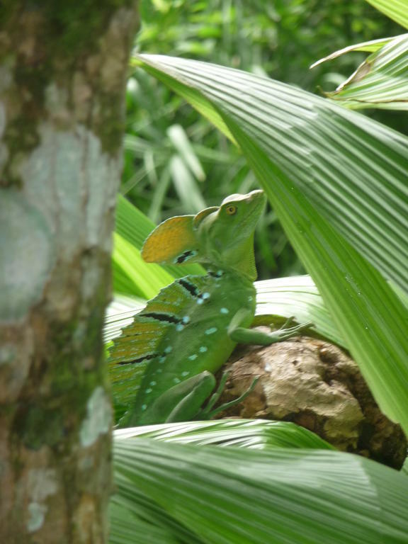 Topos Tree House กาอุยตา ภายนอก รูปภาพ