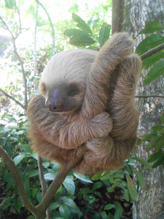 Topos Tree House กาอุยตา ภายนอก รูปภาพ