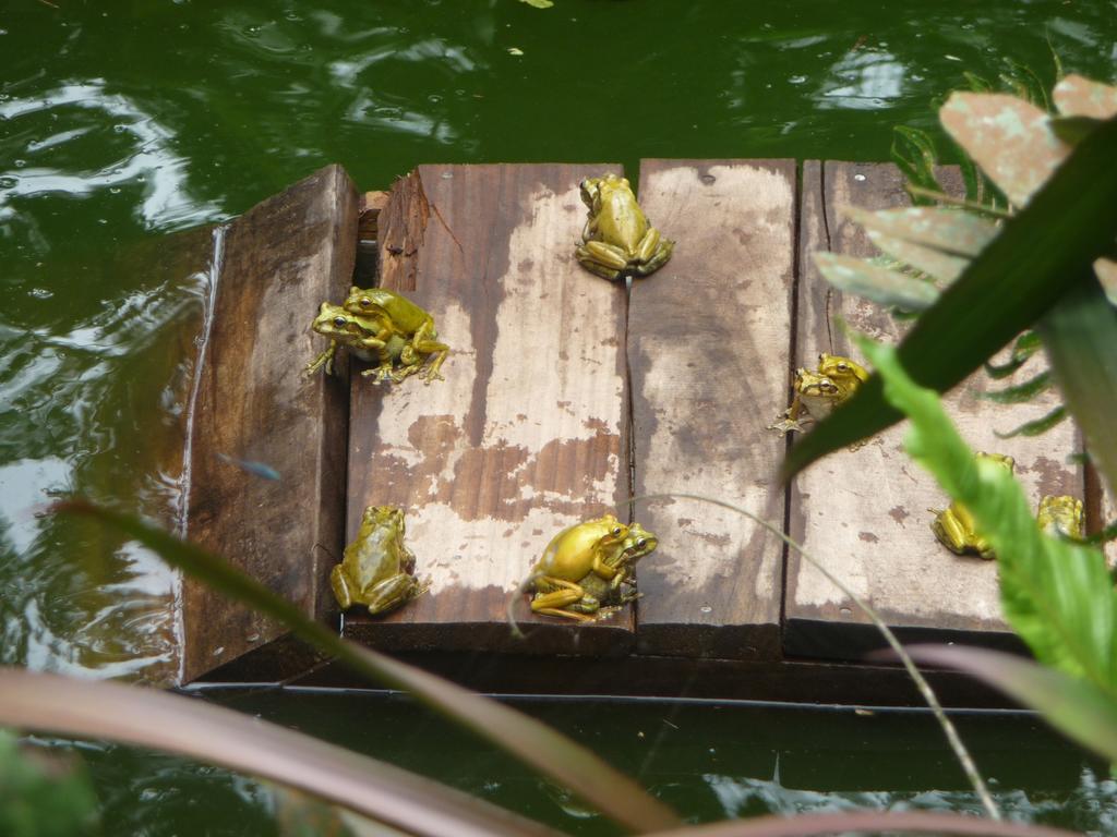 Topos Tree House กาอุยตา ภายนอก รูปภาพ