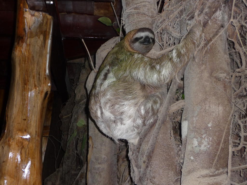 Topos Tree House กาอุยตา ภายนอก รูปภาพ