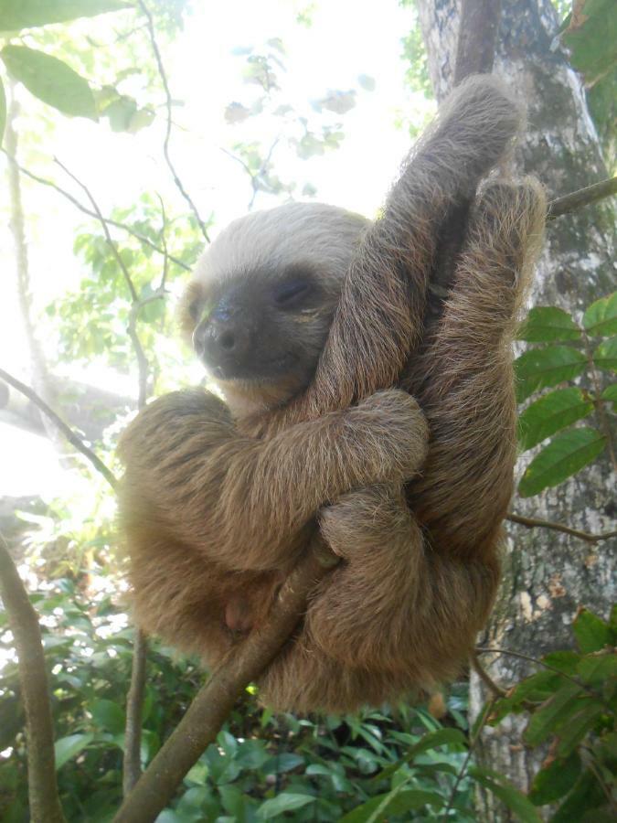 Topos Tree House กาอุยตา ภายนอก รูปภาพ